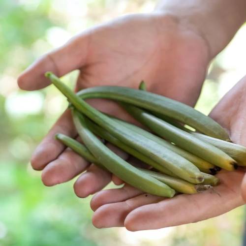 Vanilla Beans