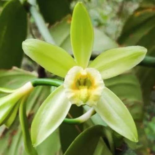 Vanilla Flowers